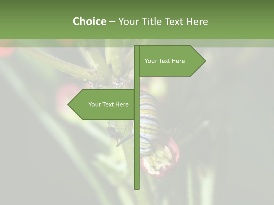 Lepidoptera Monarch Bloodflower PowerPoint Template