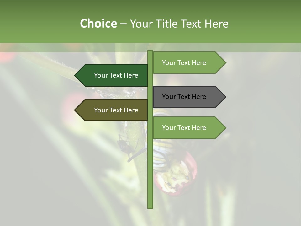 Lepidoptera Monarch Bloodflower PowerPoint Template