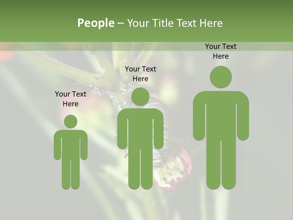 Lepidoptera Monarch Bloodflower PowerPoint Template