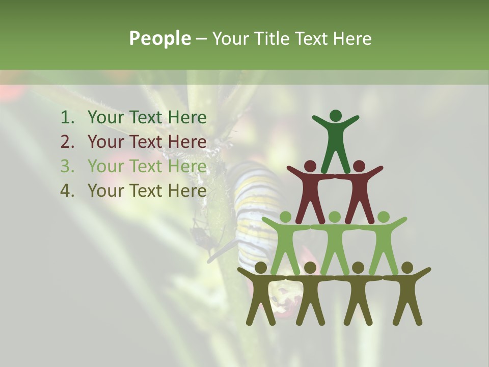 Lepidoptera Monarch Bloodflower PowerPoint Template