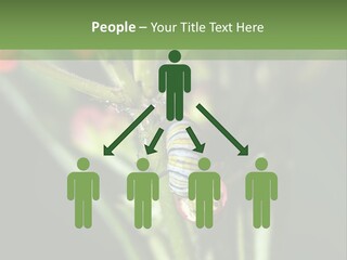 Lepidoptera Monarch Bloodflower PowerPoint Template