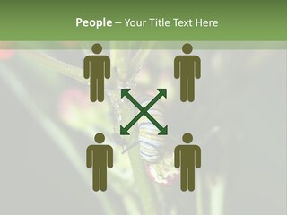 Lepidoptera Monarch Bloodflower PowerPoint Template