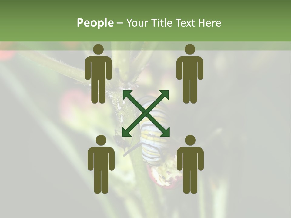 Lepidoptera Monarch Bloodflower PowerPoint Template