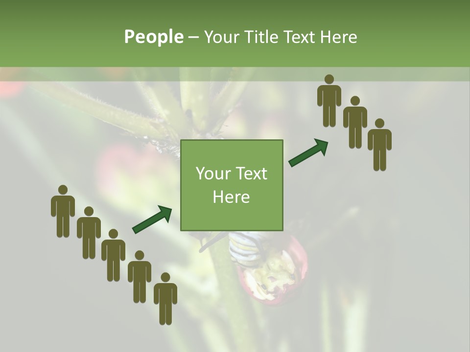 Lepidoptera Monarch Bloodflower PowerPoint Template