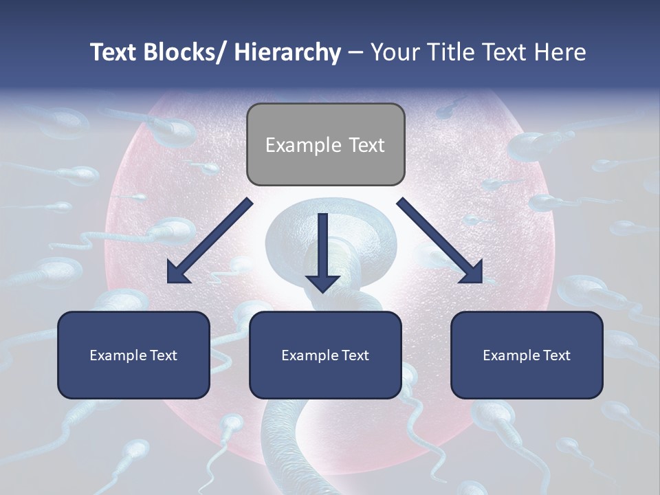 Stem Cell Research Stem Cell Anatomy PowerPoint Template
