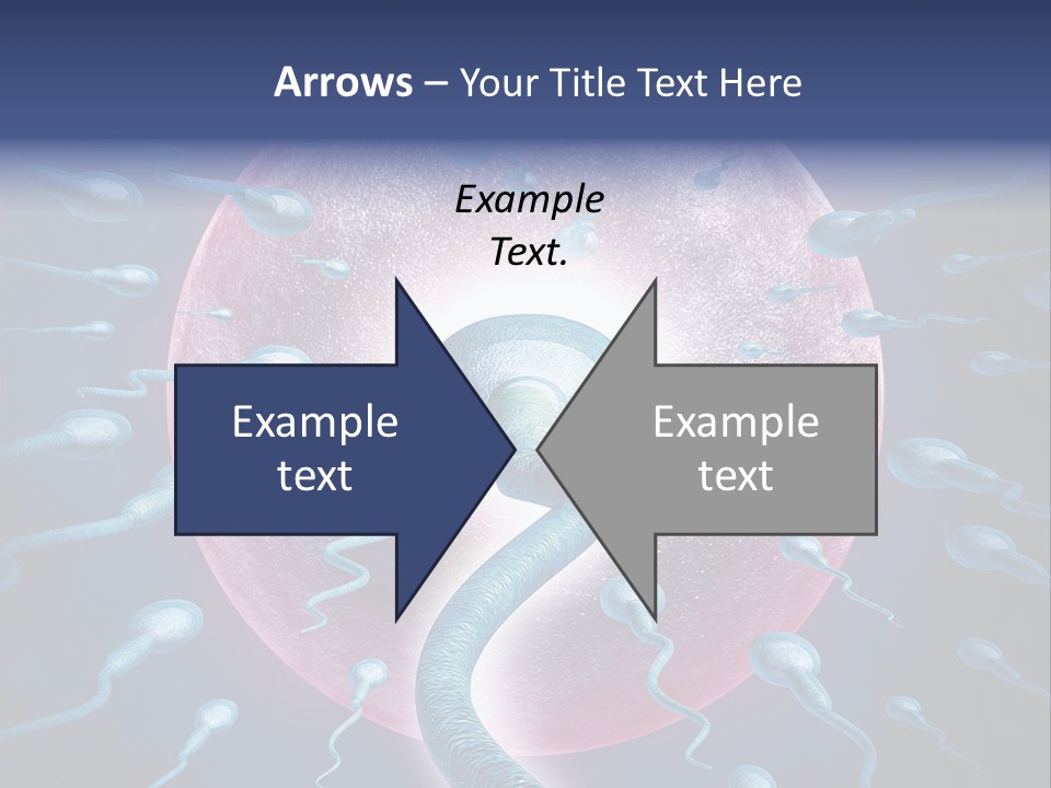 Stem Cell Research Stem Cell Anatomy PowerPoint Template