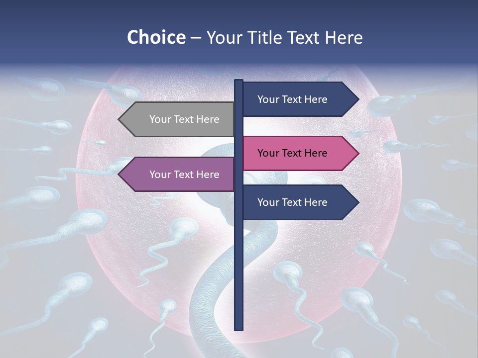Stem Cell Research Stem Cell Anatomy PowerPoint Template