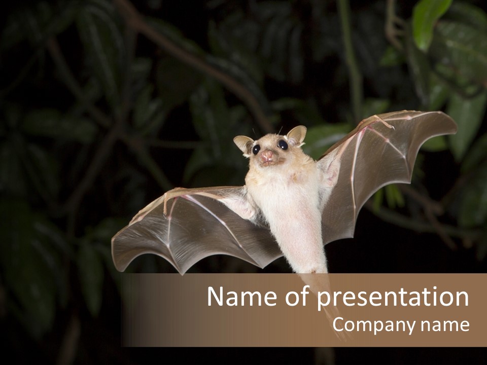 Bat Tropical Mammal PowerPoint Template