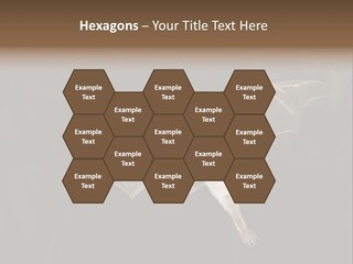 Bat Tropical Mammal PowerPoint Template