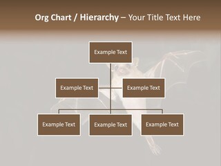 Bat Tropical Mammal PowerPoint Template