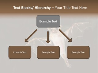 Bat Tropical Mammal PowerPoint Template