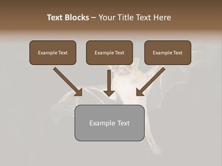Bat Tropical Mammal PowerPoint Template