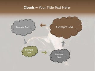 Bat Tropical Mammal PowerPoint Template