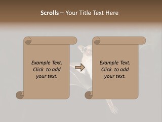 Bat Tropical Mammal PowerPoint Template