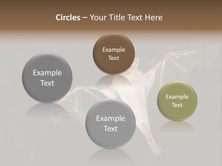 Bat Tropical Mammal PowerPoint Template