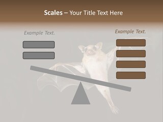Bat Tropical Mammal PowerPoint Template