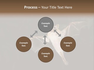 Bat Tropical Mammal PowerPoint Template