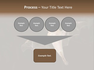 Bat Tropical Mammal PowerPoint Template