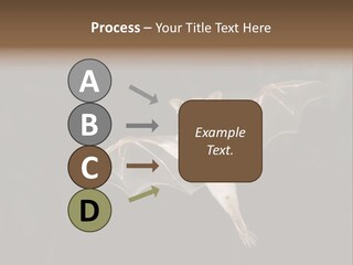 Bat Tropical Mammal PowerPoint Template