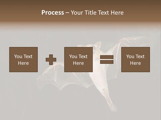 Bat Tropical Mammal PowerPoint Template