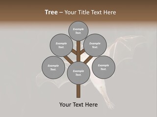 Bat Tropical Mammal PowerPoint Template