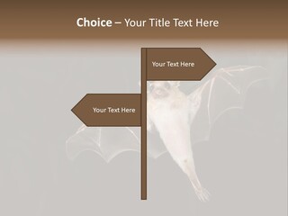 Bat Tropical Mammal PowerPoint Template