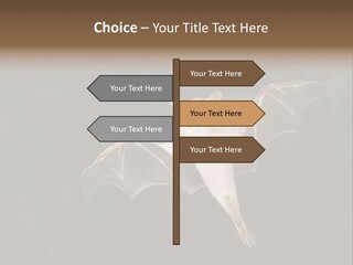 Bat Tropical Mammal PowerPoint Template