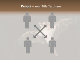 Bat Tropical Mammal PowerPoint Template