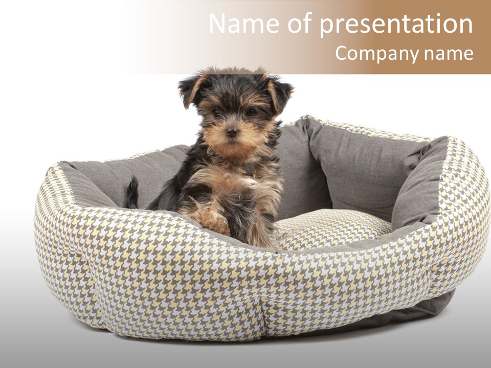 Pillow Small Domestic PowerPoint Template