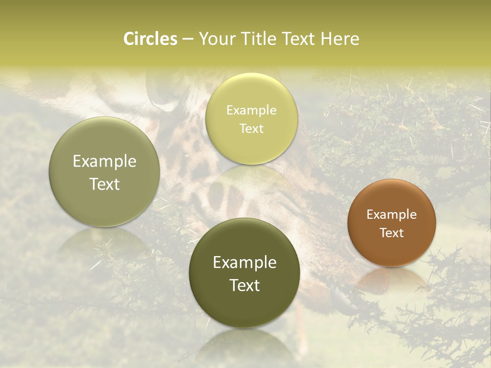 Tier Africa Big PowerPoint Template