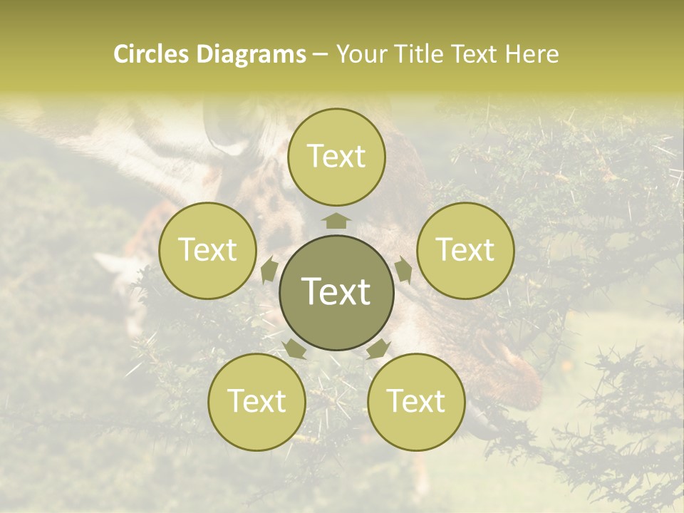 Tier Africa Big PowerPoint Template