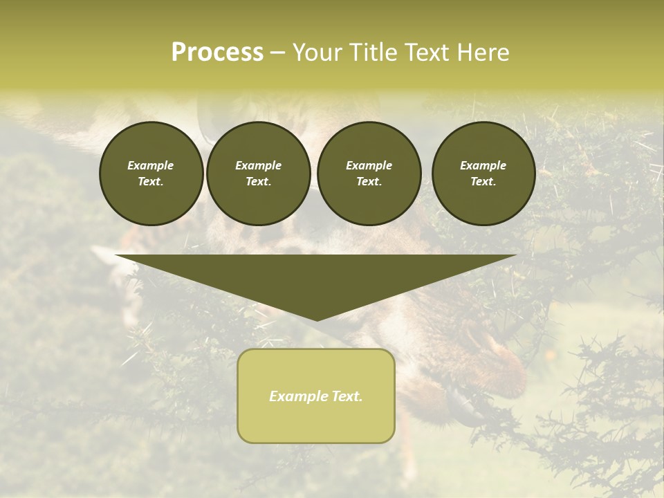 Tier Africa Big PowerPoint Template