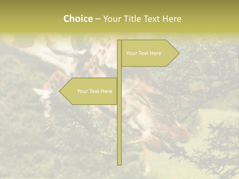 Tier Africa Big PowerPoint Template