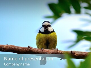 Vertebrates Ornithological Diversity PowerPoint Template