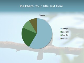 Vertebrates Ornithological Diversity PowerPoint Template