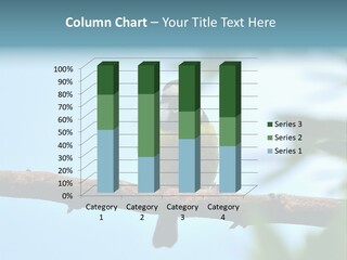 Vertebrates Ornithological Diversity PowerPoint Template