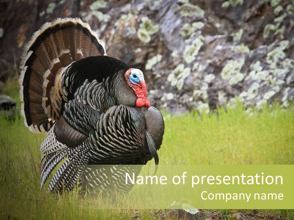 Game Gallopavo Green PowerPoint Template