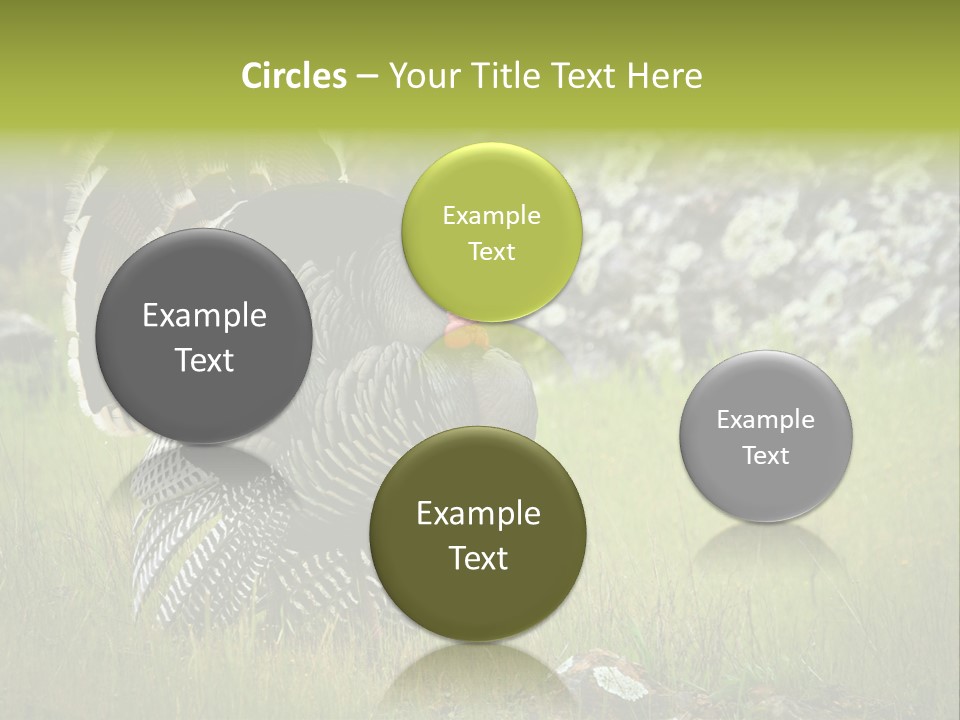 Game Gallopavo Green PowerPoint Template