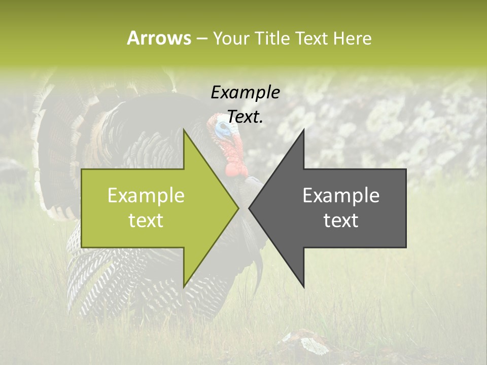 Game Gallopavo Green PowerPoint Template