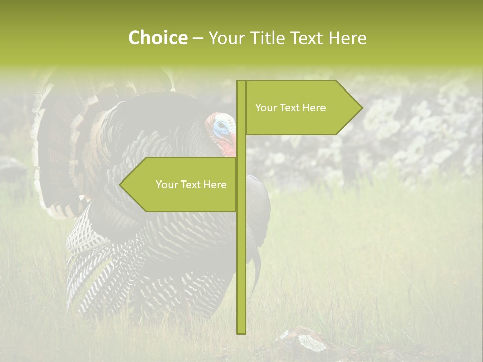 Game Gallopavo Green PowerPoint Template
