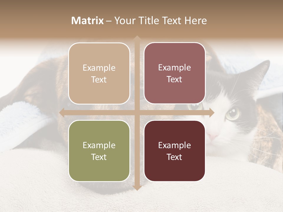 Gazing Relations Front PowerPoint Template