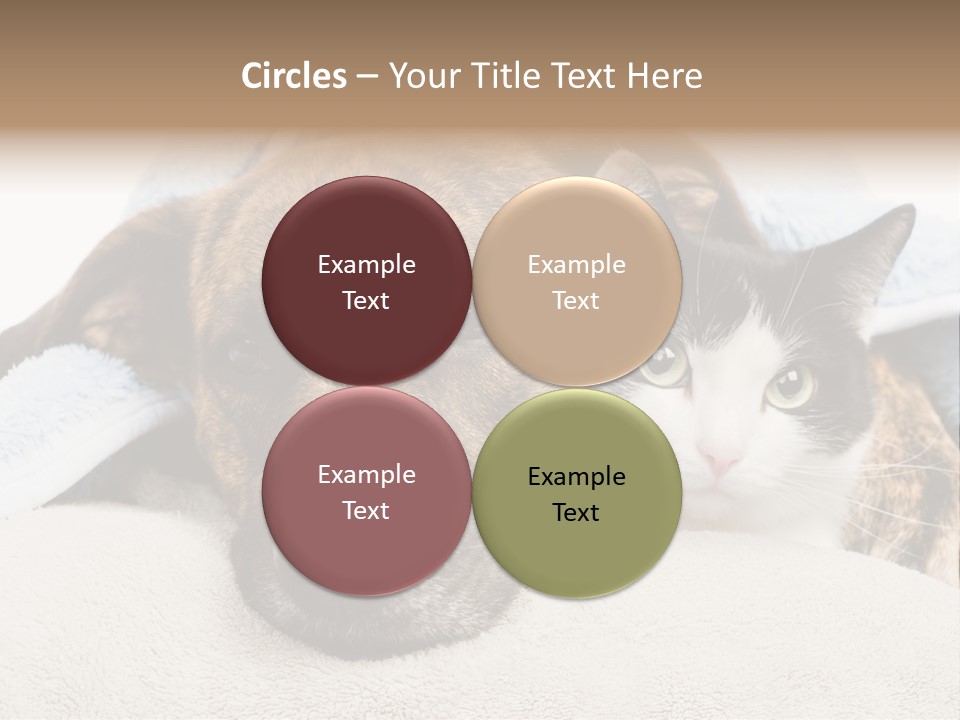 Gazing Relations Front PowerPoint Template