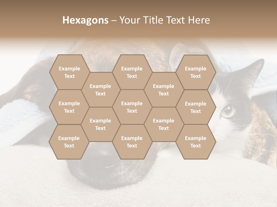 Gazing Relations Front PowerPoint Template