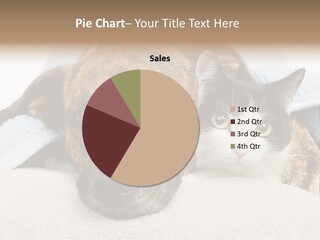 Gazing Relations Front PowerPoint Template