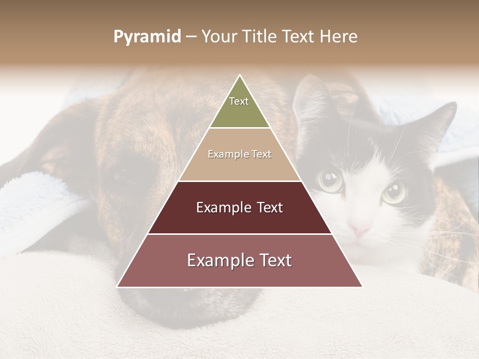 Gazing Relations Front PowerPoint Template