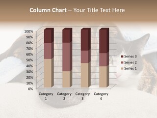 Gazing Relations Front PowerPoint Template