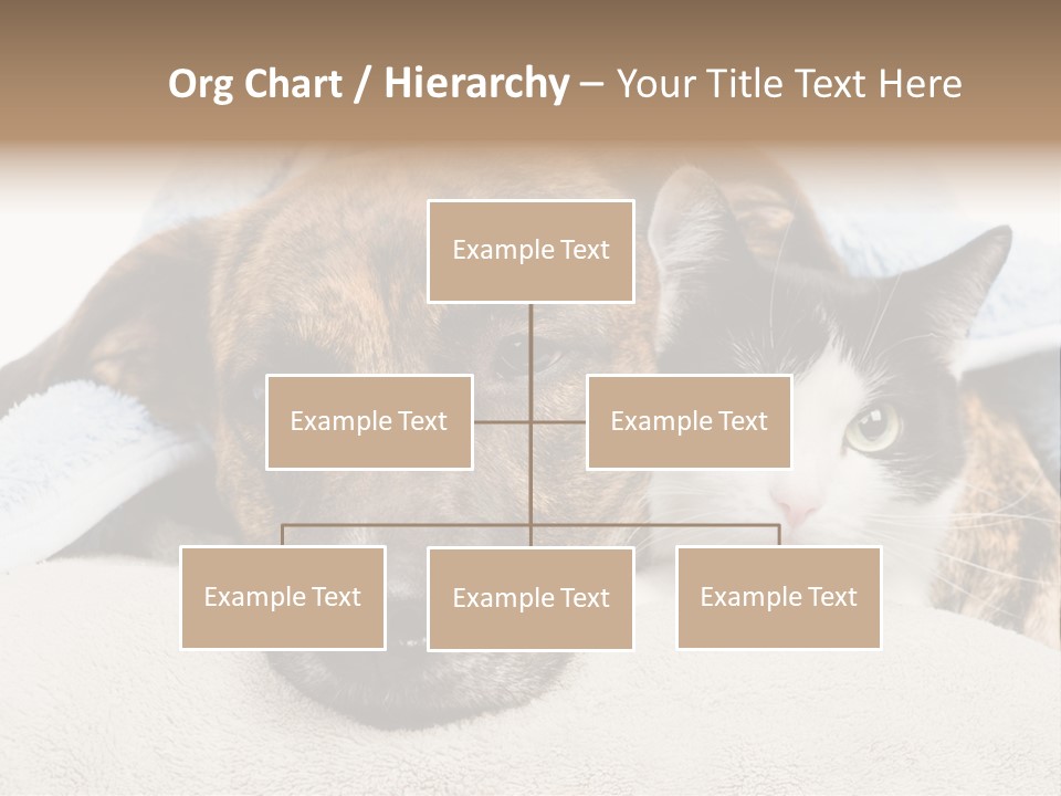 Gazing Relations Front PowerPoint Template