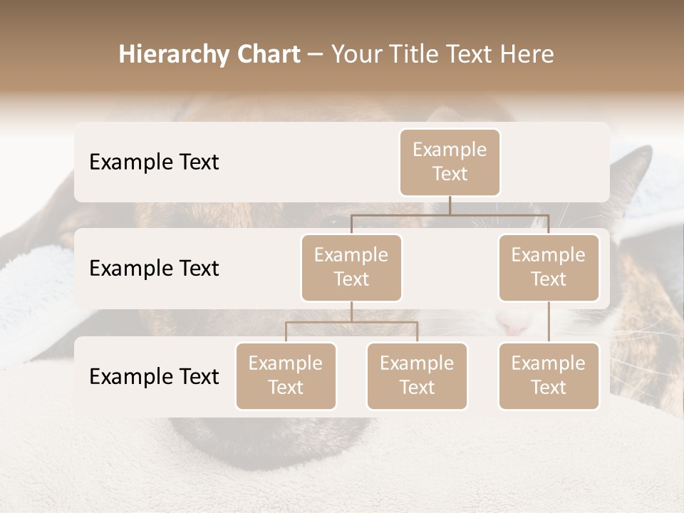 Gazing Relations Front PowerPoint Template