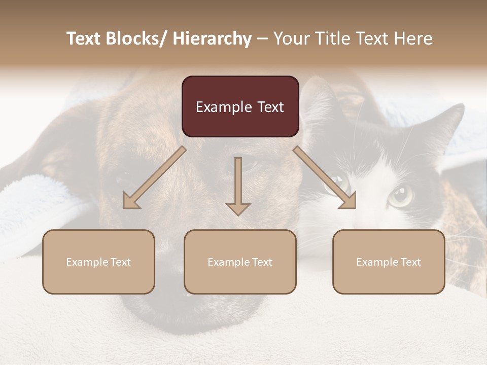 Gazing Relations Front PowerPoint Template