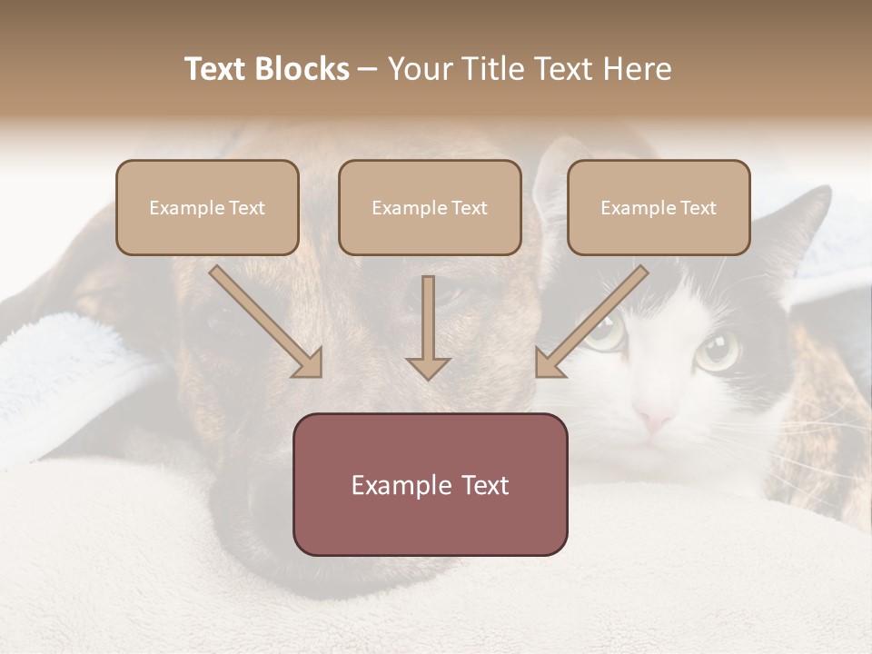 Gazing Relations Front PowerPoint Template
